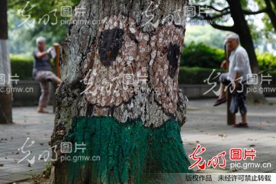 江苏无锡树洞画