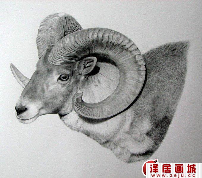 超写实动物素描画：羚羊