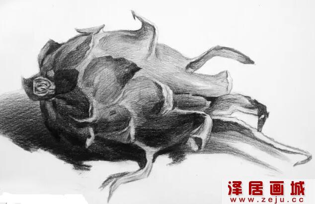 火龙果素描作品