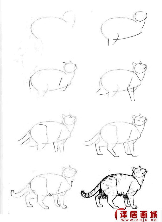 仰头张望的猫姿势线描速写教程