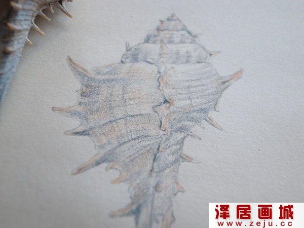 贝壳的绘制技巧