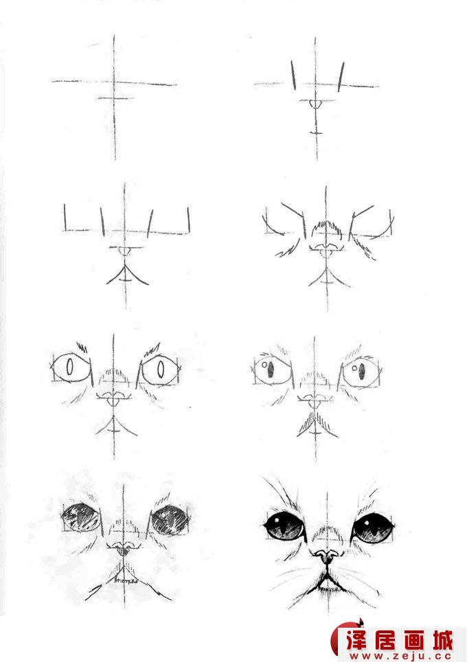 猫的脸部五官线描速写教程
