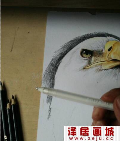 白头海雕彩铅画教程