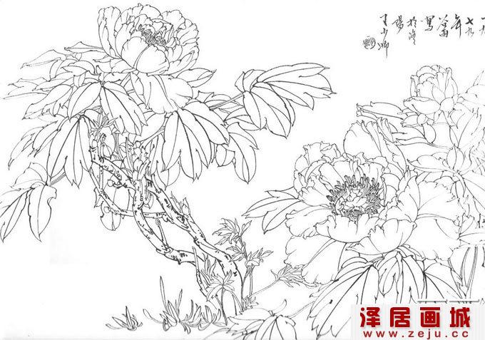 国画白描牡丹10副,王少卿白描牡丹花卉高清图片