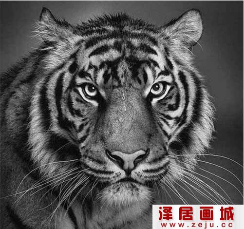 老虎素描作品