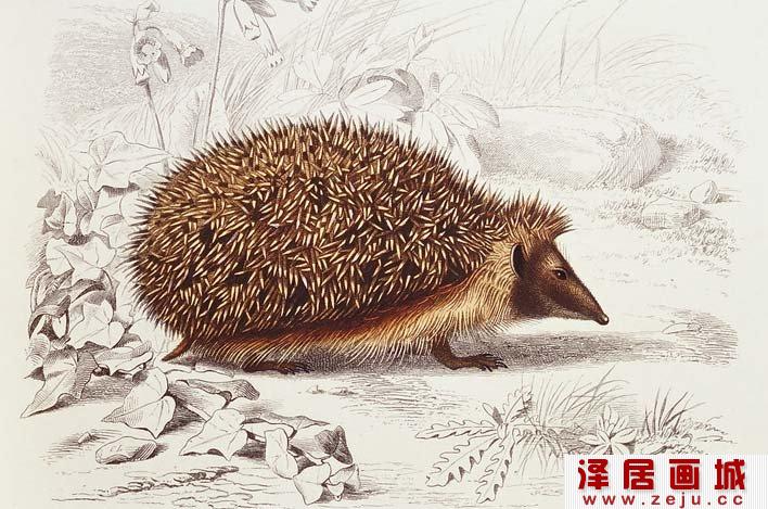 国外大师彩色钢笔素描画（01）：刺猬钢笔画