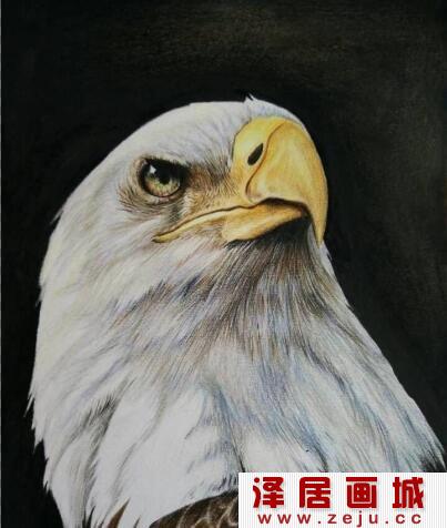 白头海雕彩铅画教程