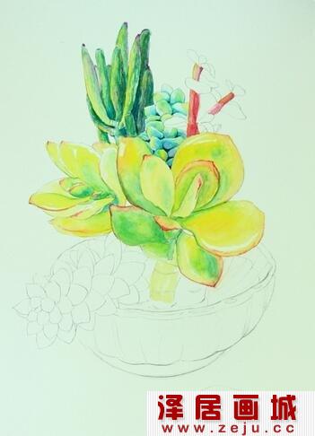 多肉植物水彩画教程详解