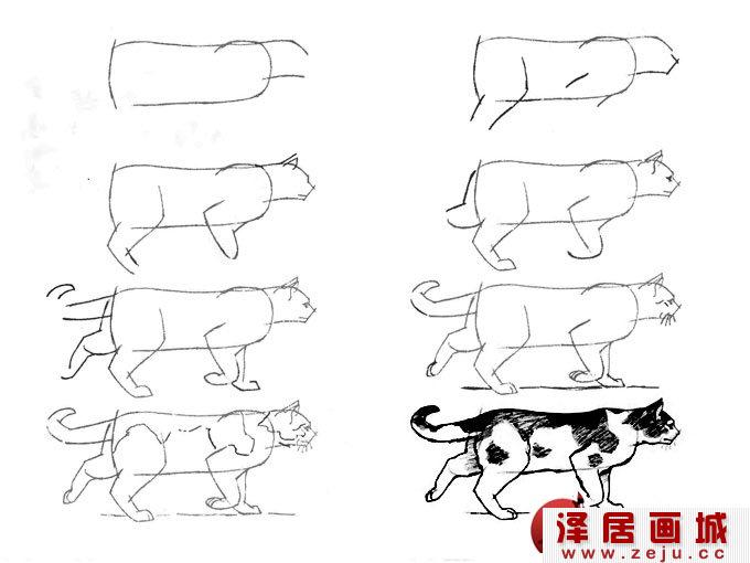 行走中的黑白花猫线描速写教程