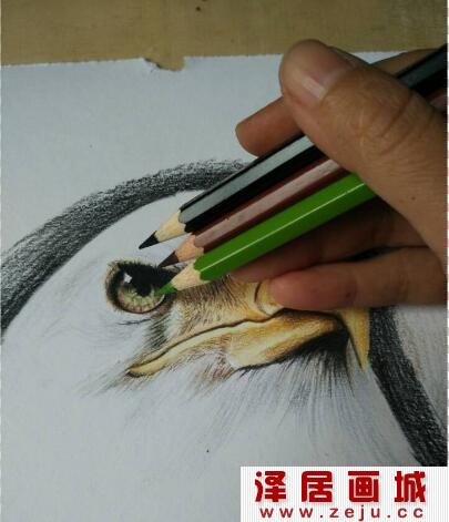 白头海雕彩铅画教程