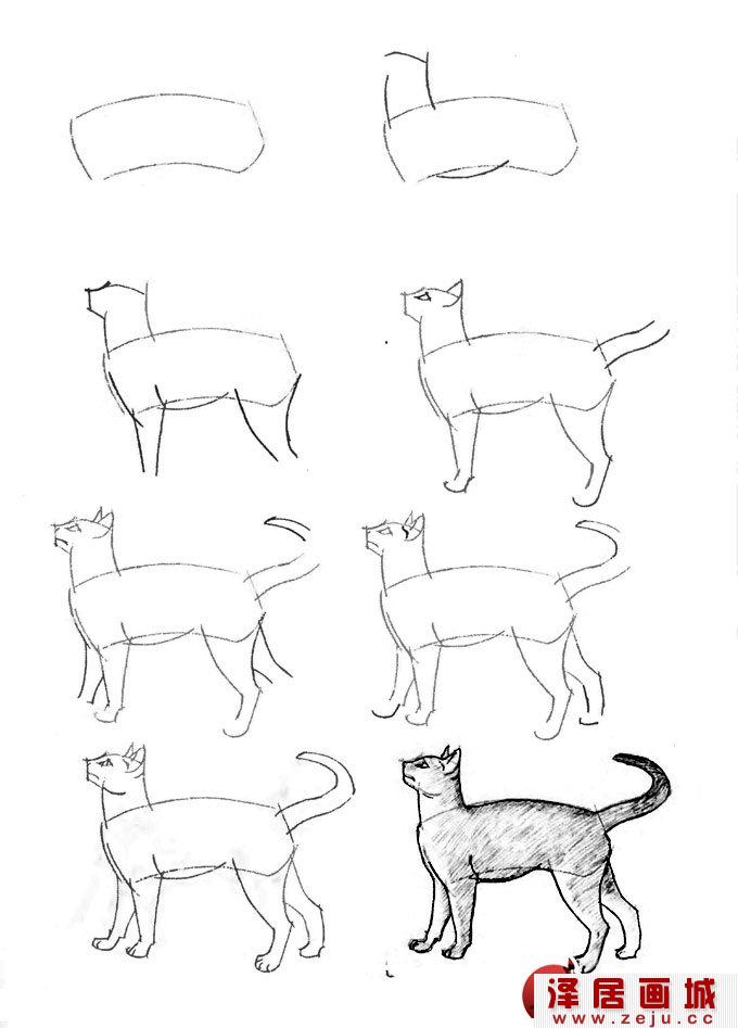 猫咪线描速写教程之正侧面站立图姿