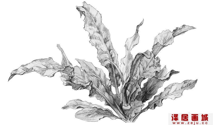 崔炳宪植物素描作品