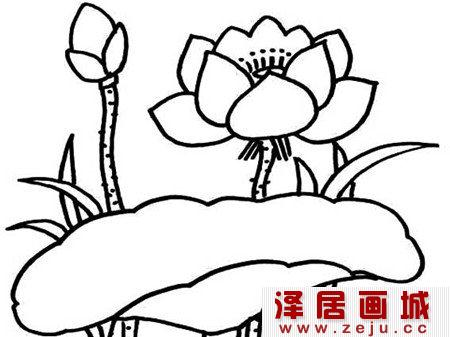 荷花简笔画作品欣赏