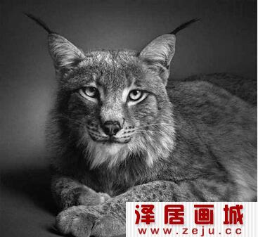小花猫素描作品