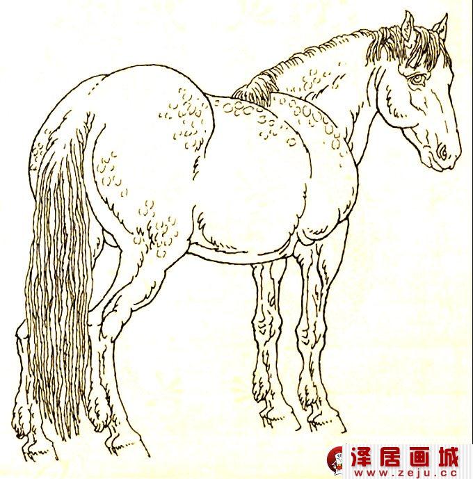 马的素描图片,马的白描图,骏马线描02