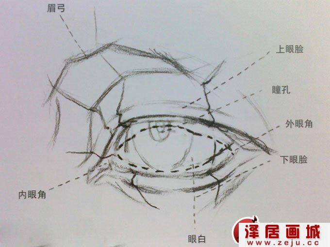 素描眼睛结构解析及写生图文步骤