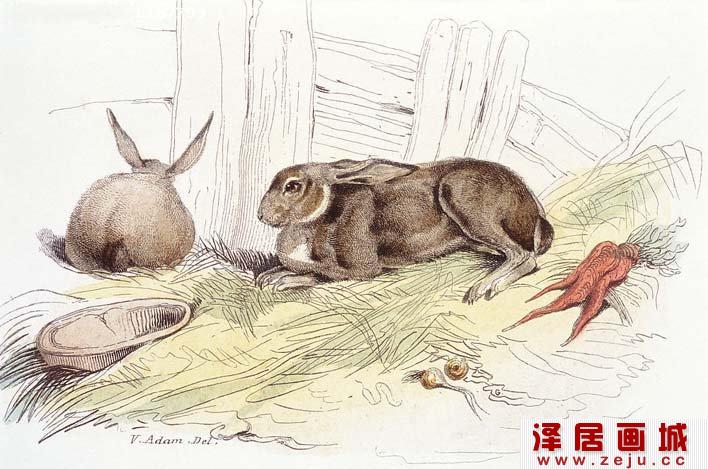 国外大师彩色钢笔素描画（02）：兔子钢笔画