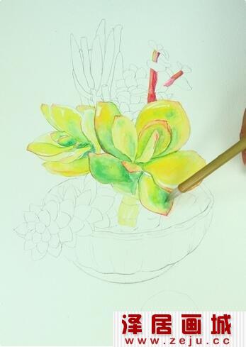 多肉植物水彩画教程详解