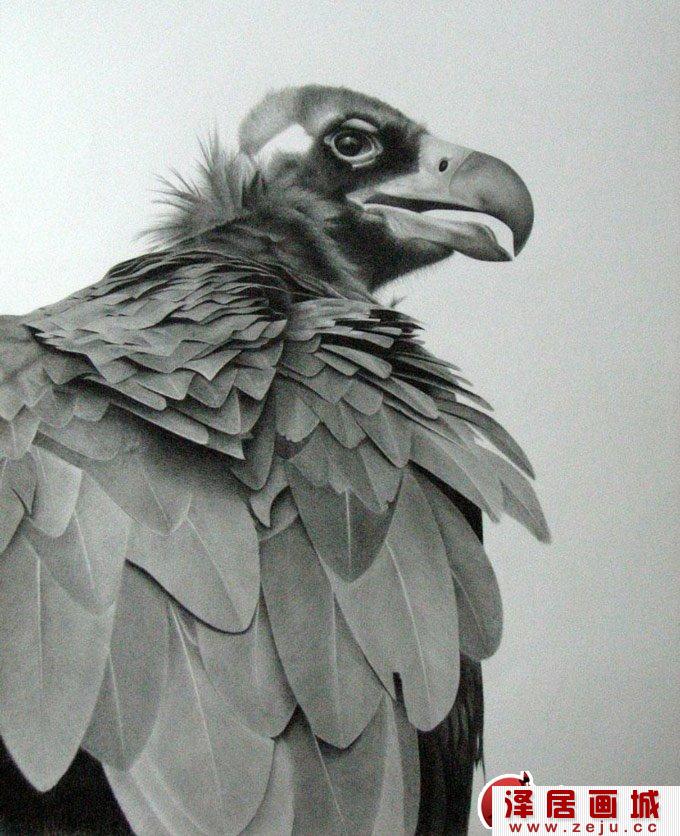 动物素描图片欣赏:超写实猛禽素描画1
