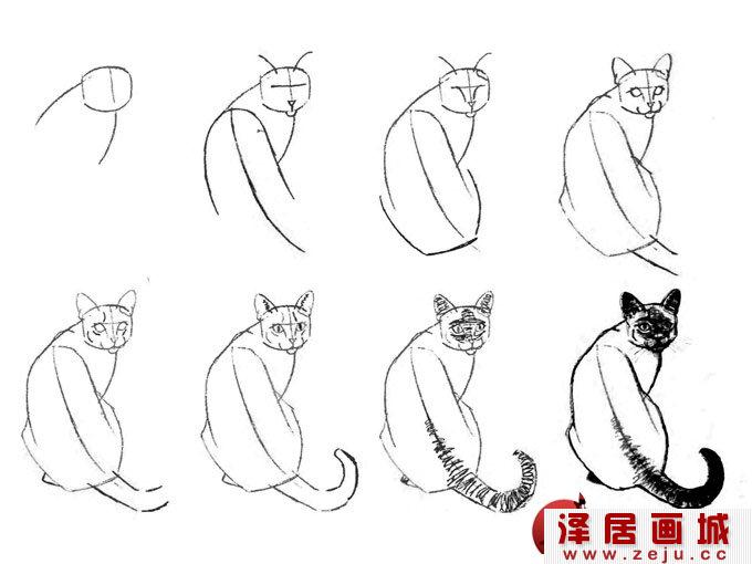 猫咪线描速写教程之蹲卧背面猛回首姿势