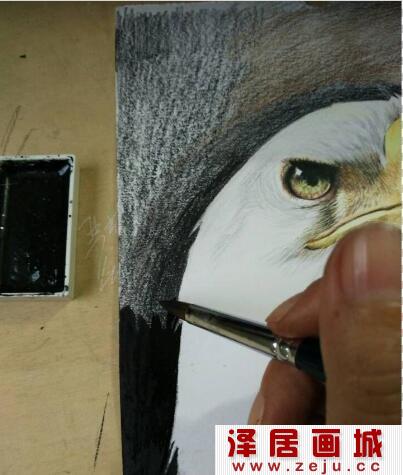 白头海雕彩铅画教程