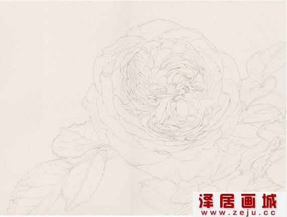 水彩画玫瑰花步骤教程