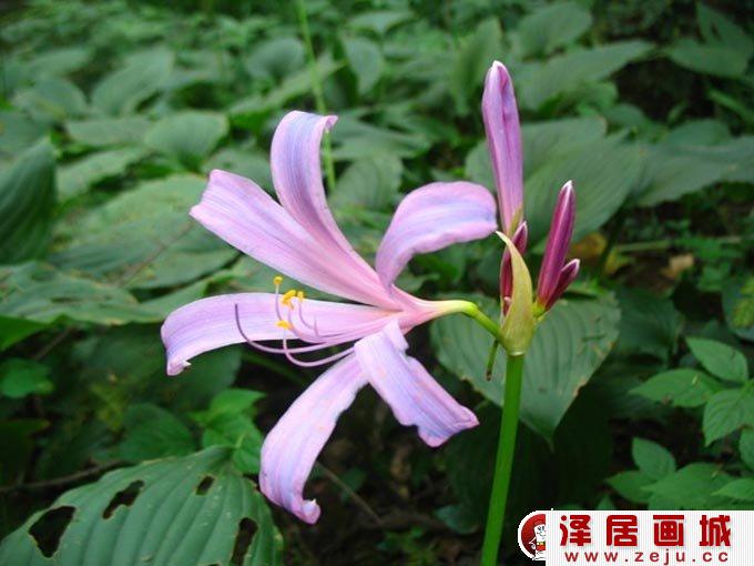 石蒜花，彩色铅笔画石蒜的手绘教程