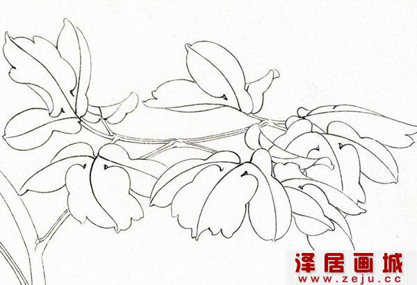 叶子的结构，白描