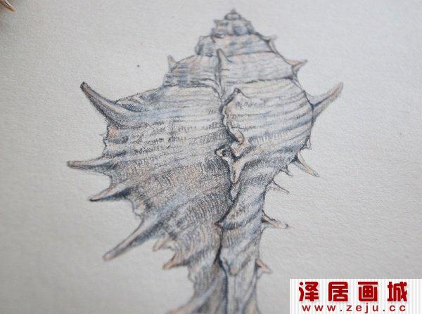 贝壳的画法