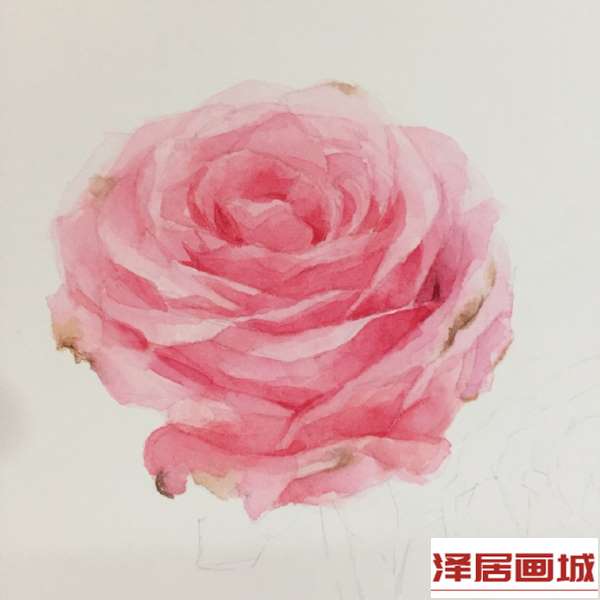 一步一步教你用水彩画玫瑰，水彩玫瑰画法步骤图