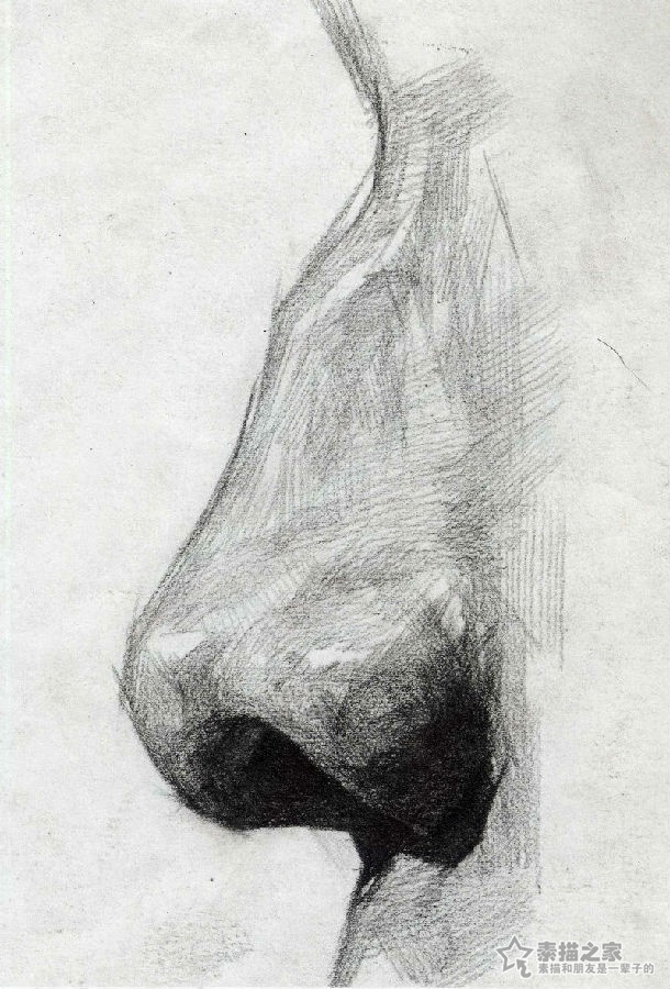 素描五官的鼻子画法