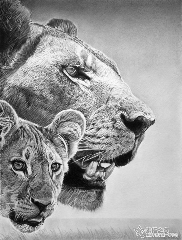 Franco Clun素描画作品